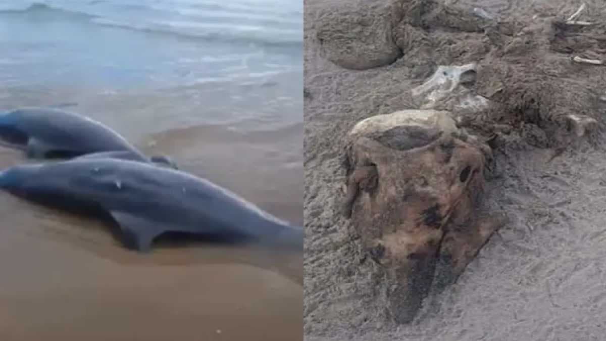 Video: Denuncian que 23 delfines fueron sacrificados para cazar tiburones en Matamoros, Tamaulipas