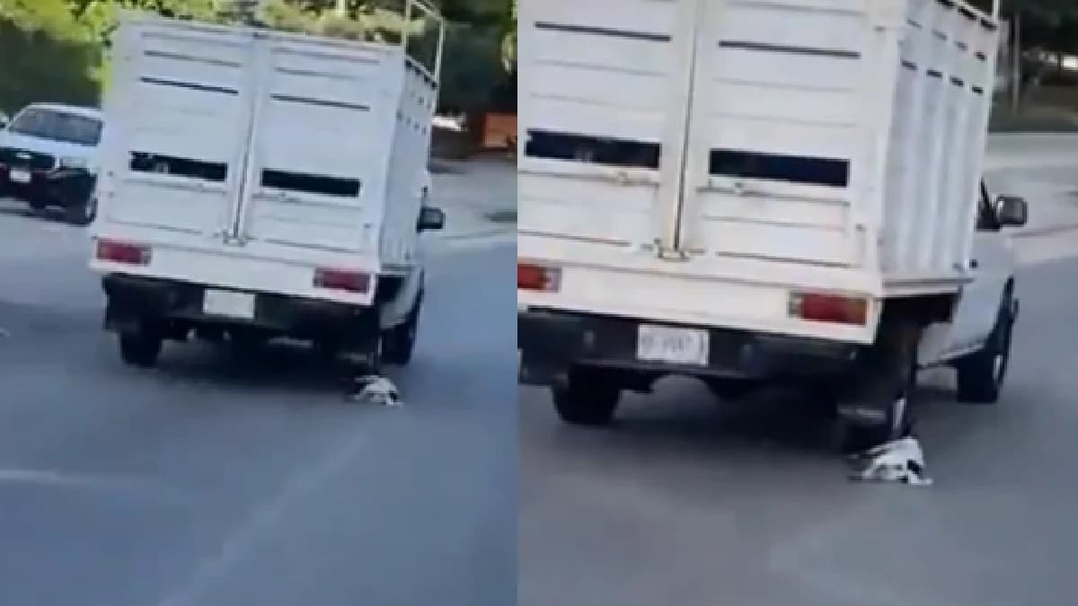 Video: Perrito es arrastrado por un camión en Puerto Escondido, Oaxaca