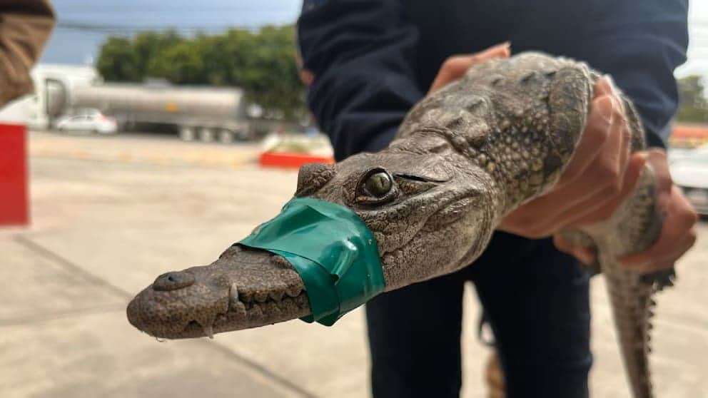 Video: Rescatan un cocodrilo cautivo como mascota en Cuautitlán Izcalli, Edomex
