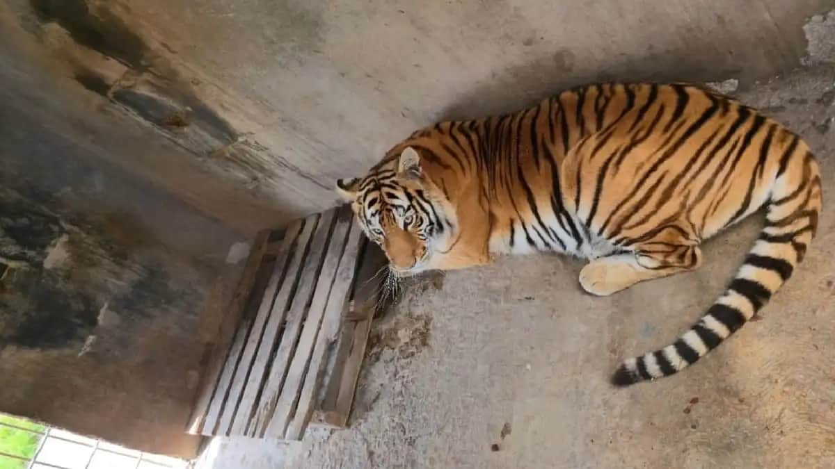 Descubren tigres y leones en una vivienda en Pachuca, Hidalgo