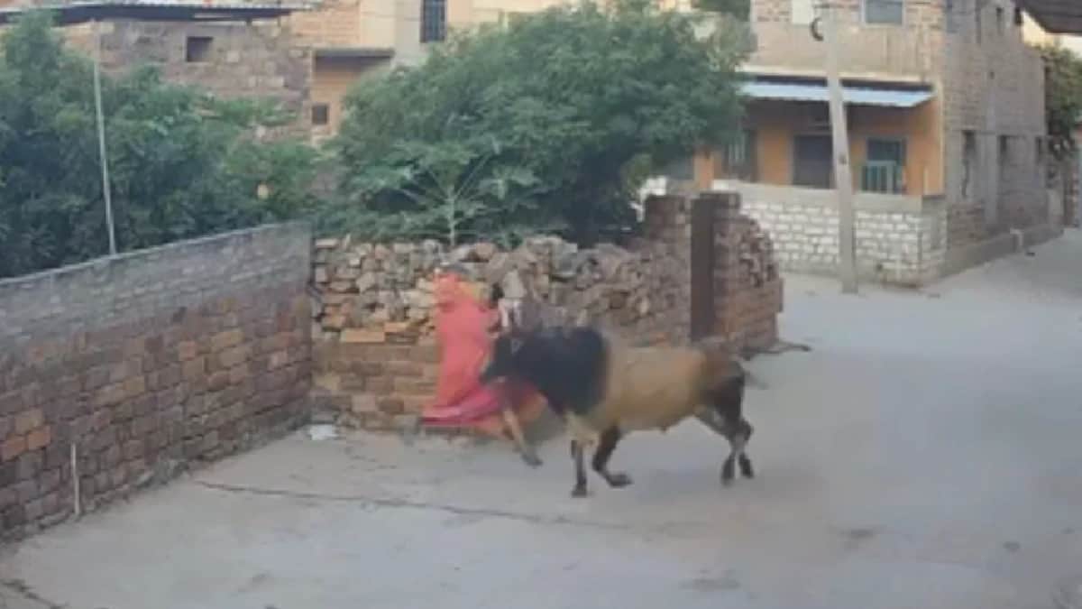 Video: Adulta mayor sufre lesión en el cráneo tras ser embestida por un toro en India