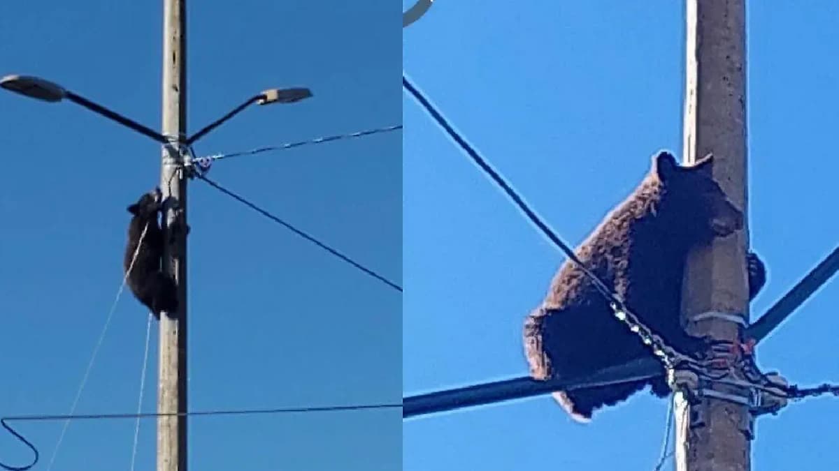 Video: Oso trepa postes de luz en Cananea, Sonora