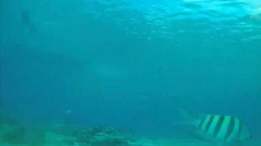 Video: Instalan primera cámara subacuática que transmite en vivo las 24 horas en Cozumel