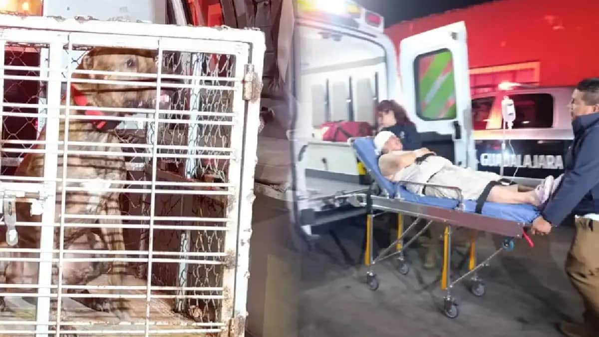 Mujer sufre lesión en el cráneo tras ser mordida por su pitbull en Guadalajara, Jalisco