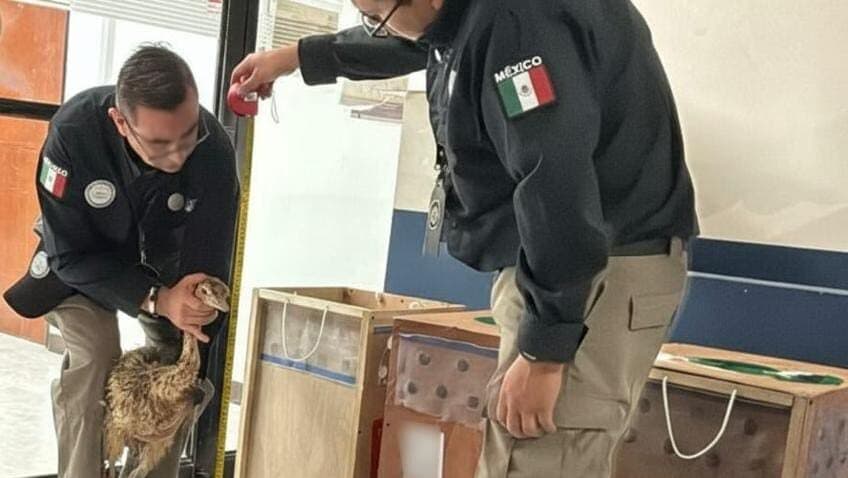 Rescatan tres avestruces en el aeropuerto de Tamaulipas enviadas por paquetería desde Yucatán