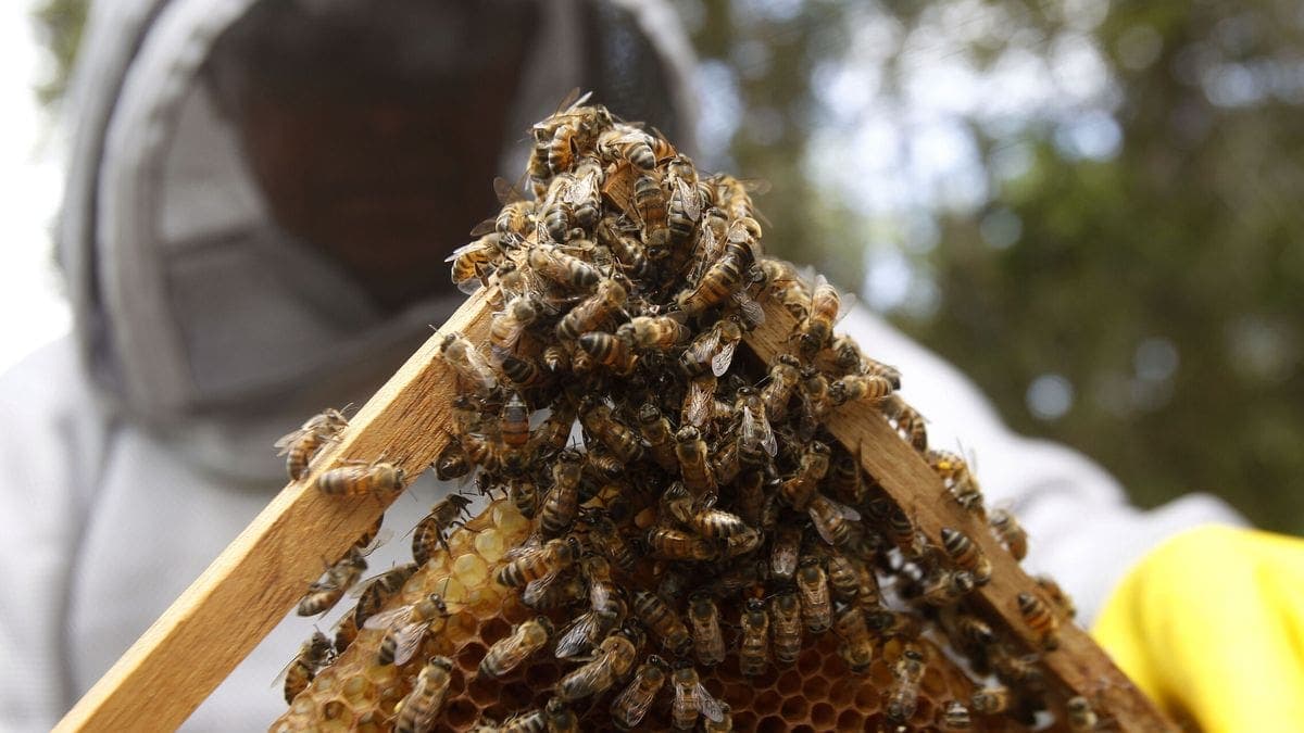 Muere una persona y siete quedan heridas al ser atacadas por abejas africanas en Tamaulipas
