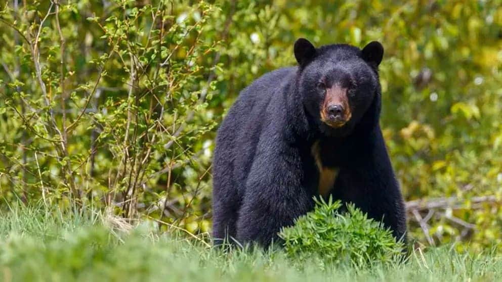 Oso negro mata a un hombre mientras acampaba en una montaña en Arkansas, Estados Unidos