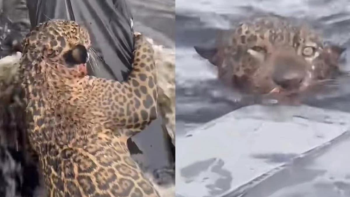 Video: Salvan a un jaguar que recibió 30 balazos en el río Amazonas en Brasil