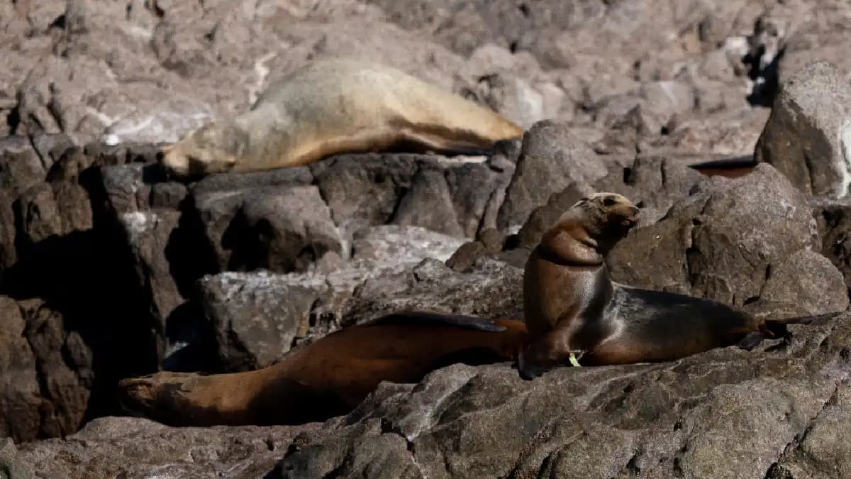 Liberan a 13 lobos marinos atrapados en redes de pesca en Puerto Peñasco, Sonora