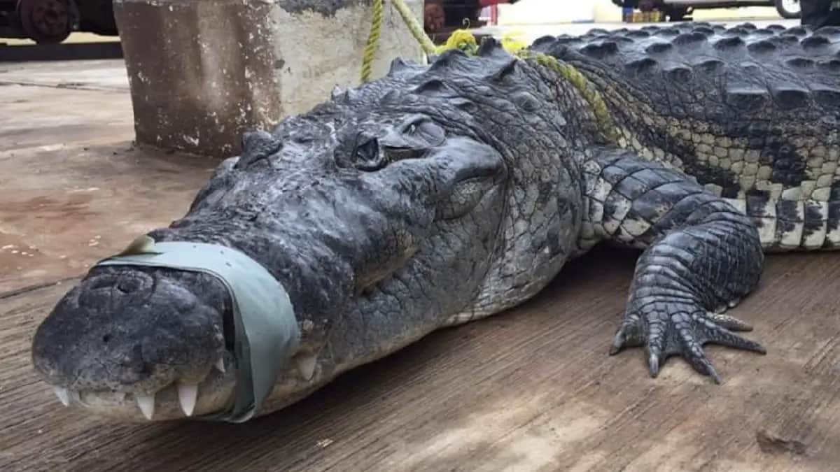 Video: Hospitalizan a hombre tras ser atacado por un cocodrilo en Tamaulipas