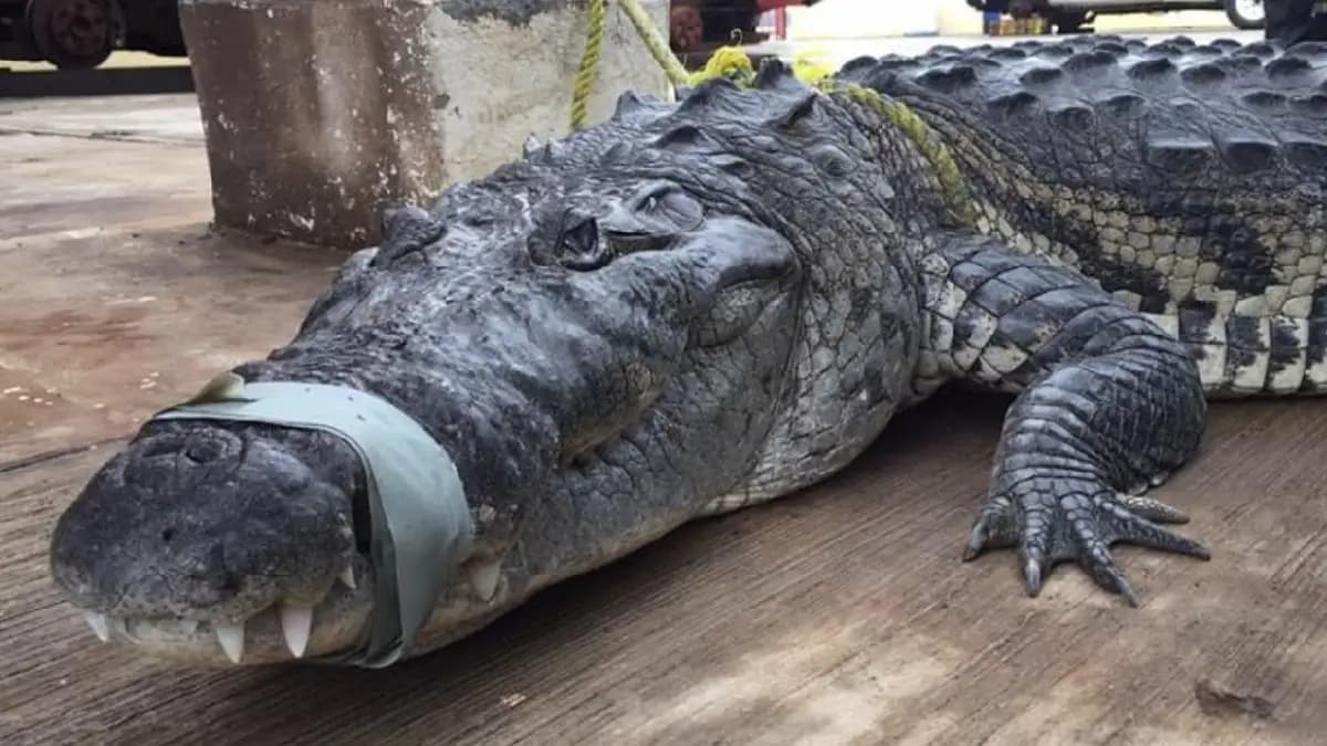 Video: Hospitalizan a hombre tras ser atacado por un cocodrilo en Tamaulipas