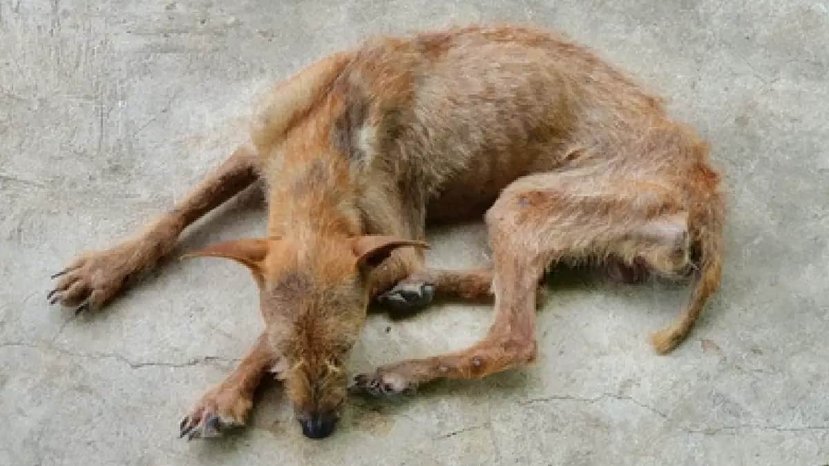 Vinculan a proceso a sujeto que dejó morir de hambre a un perrito en Hermosillo, Sonora