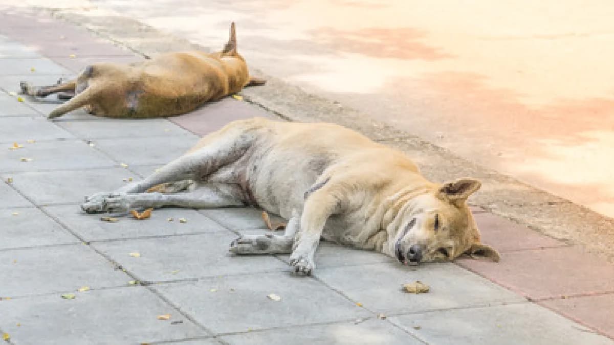 Hombre mata a dos perritos en Edomex; afirma que "el diablo se lo ordenó"