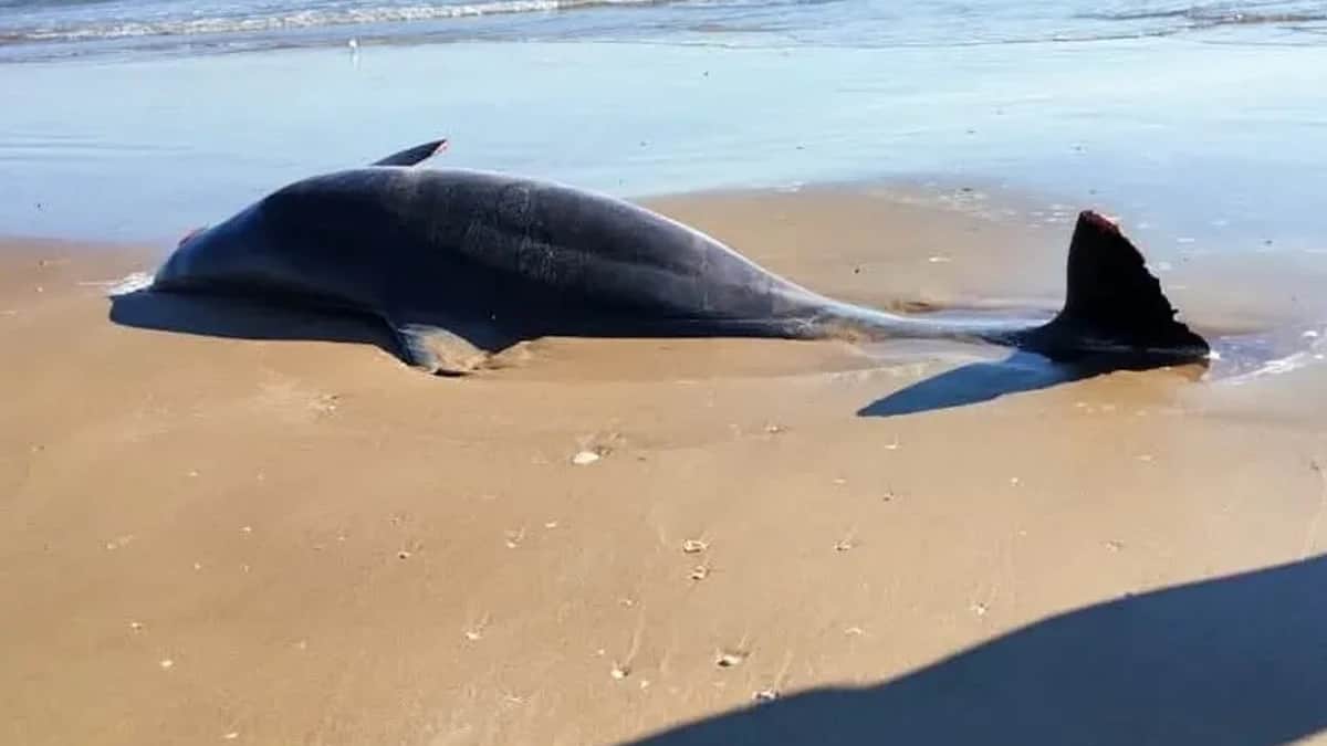 Encuentran restos de delfines en una playa en Matamoros, Tamaulipas