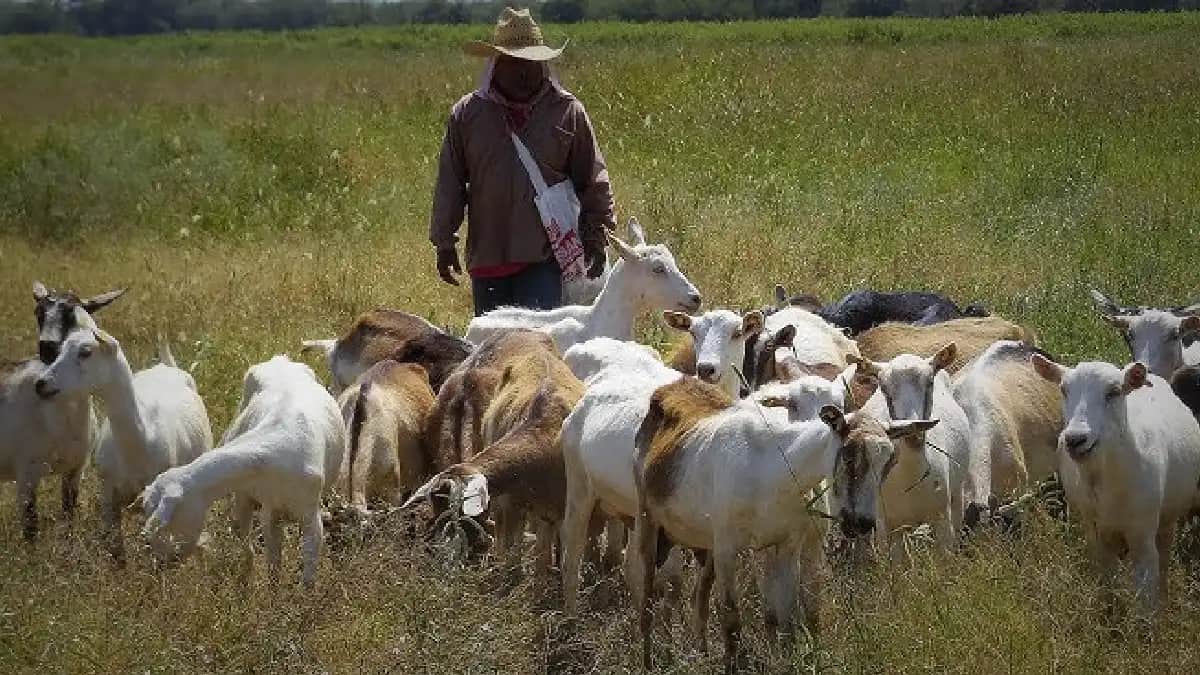 Reportan 20 cabras muertas tras ser arrolladas por un tren en San Pedro, Coahuila