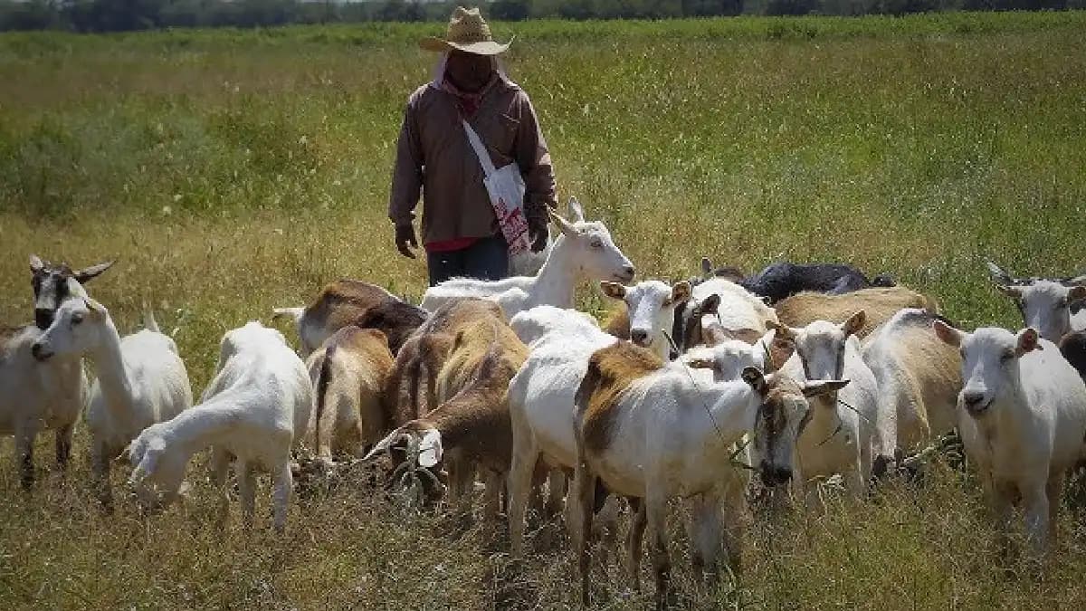 Reportan 20 cabras muertas tras ser arrolladas por un tren en San Pedro, Coahuila