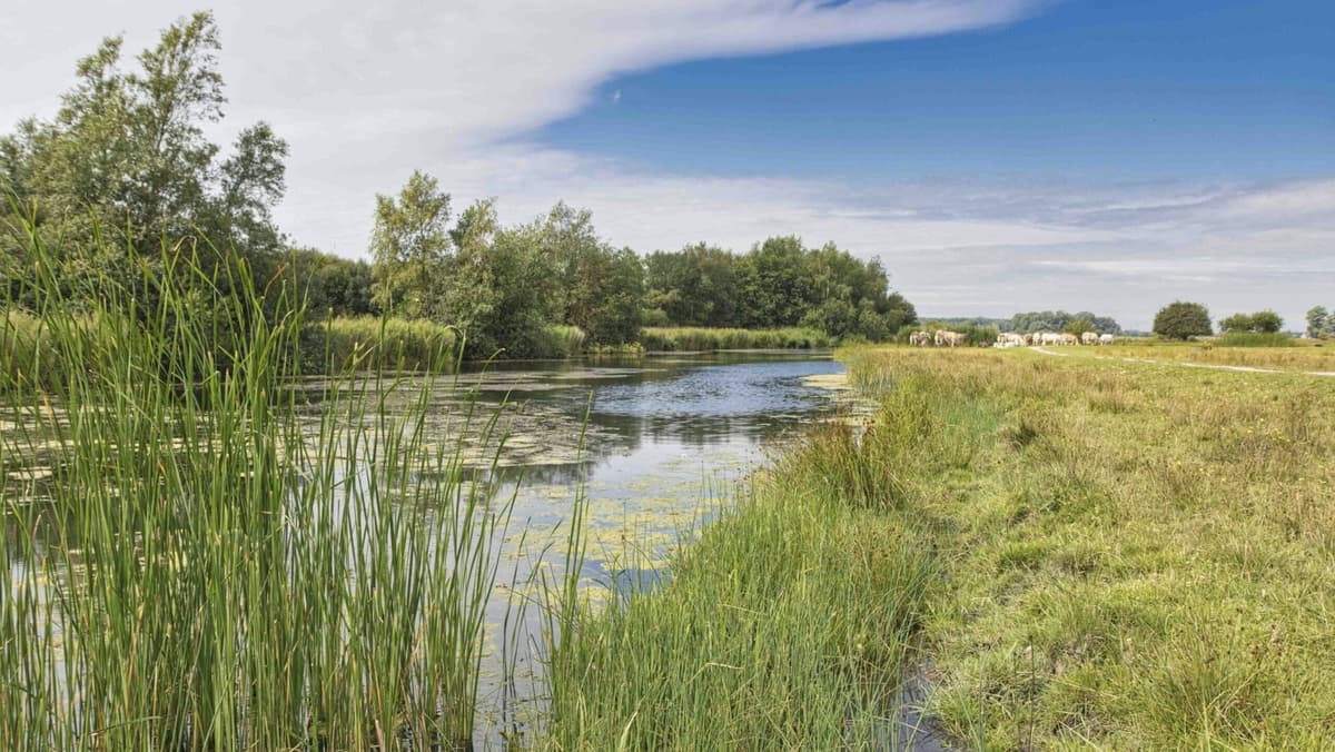 Rescatan a una bebé recién nacida enterrada viva cerca de un río en India