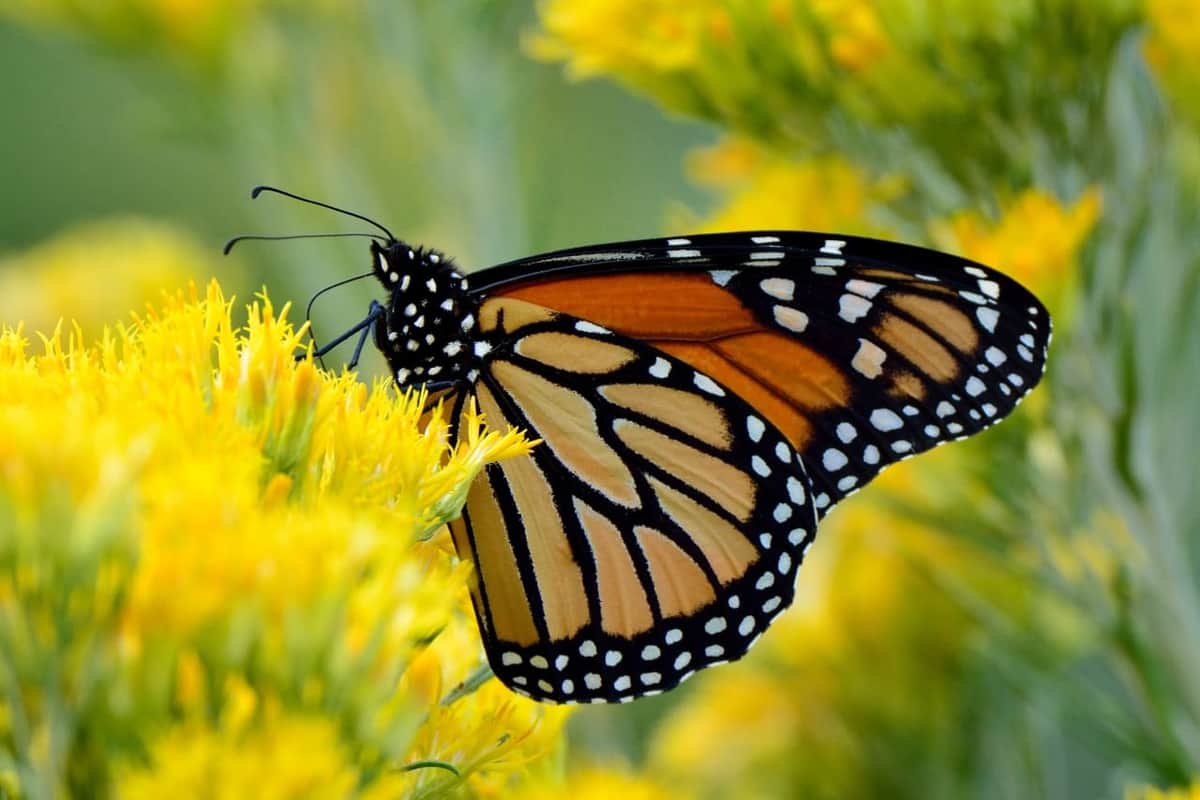 ¡Comienza el vuelo! La mariposa monarca inicia su migración rumbo a México