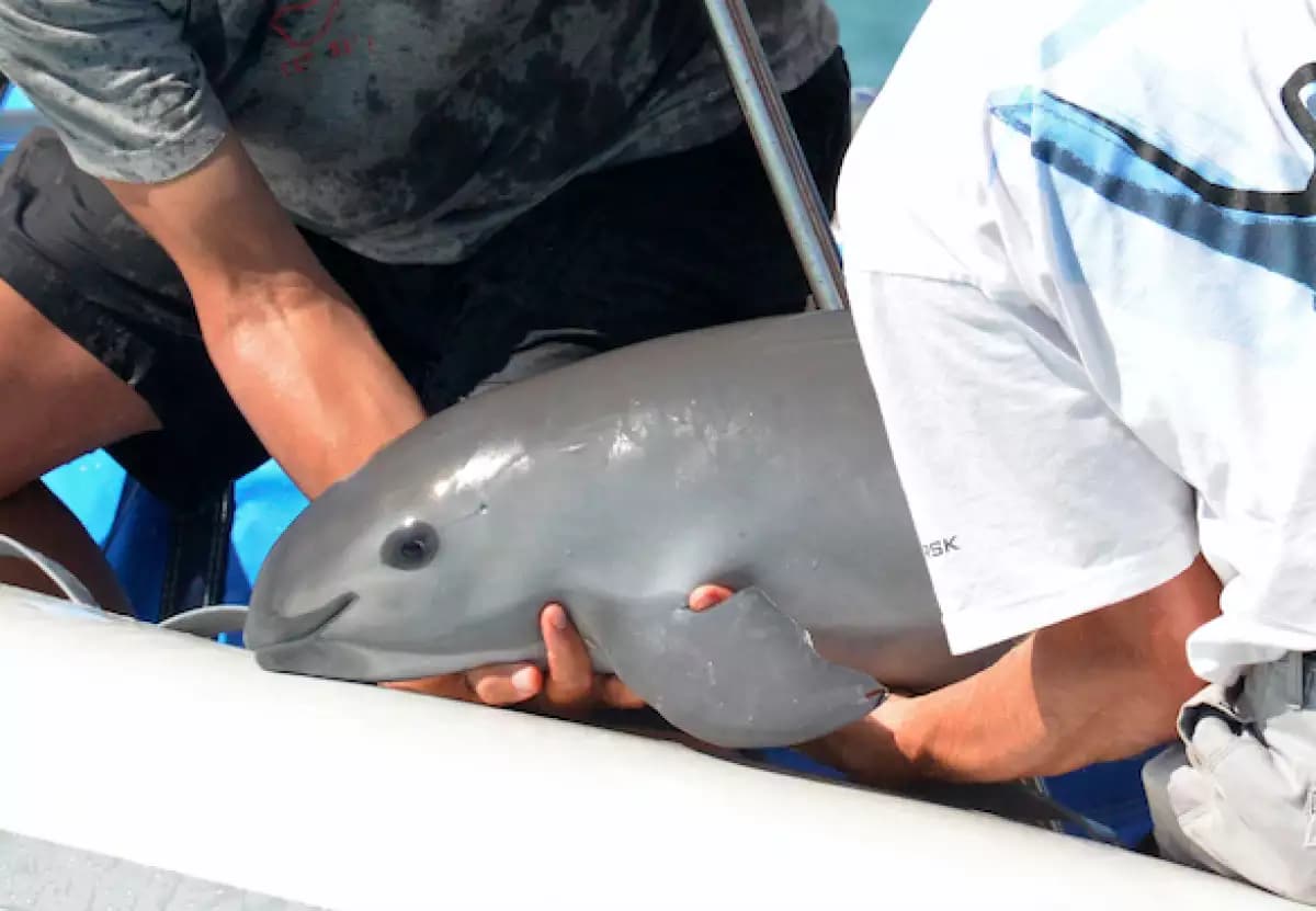 Unión Europea plantea embargo comercial a México por incumplir plan para salvar a la vaquita marina