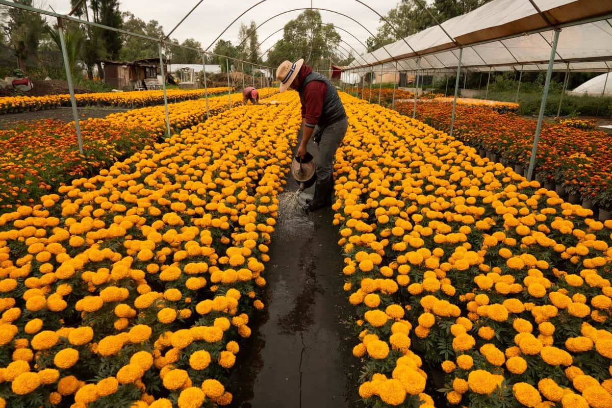 Cempasúchil impulsa la economía de la Cdmx con siembra de 6.3 millones de plantas durante Día de Muertos