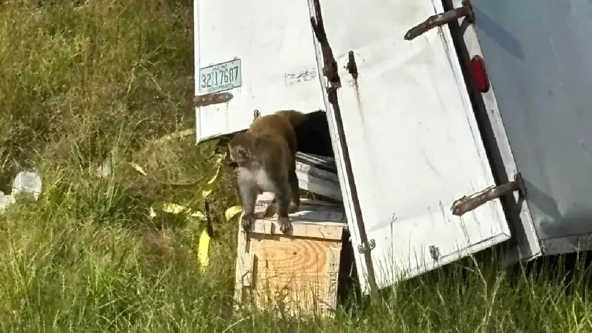 Video: Camión con 21 monos supuestamente infectados con Covid-19 se vuelca en Estados Unidos; uno está suelto