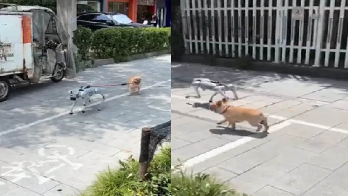 Video: Captan a un perro robot paseando a uno real en China