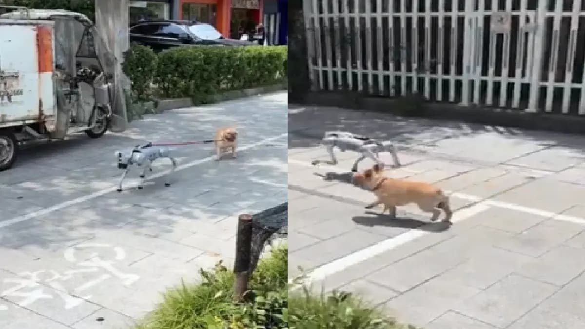 Video: Captan a un perro robot paseando a uno real en China
