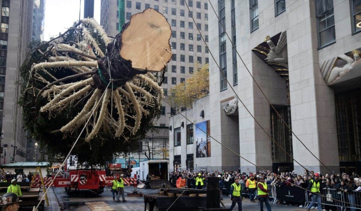 Video: Nueva York da la bienvenida al tradicional árbol de Navidad del Rockefeller Center