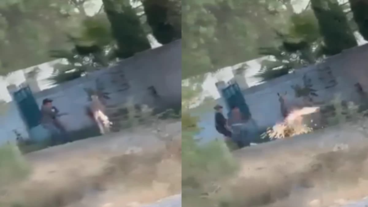 Video: Sujetos prenden cohete en la cola de un burro en Querétaro