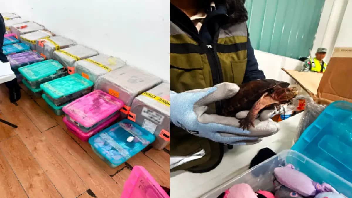 Rescatan 774 tortugas que eran transportadas en cajas en el Aeropuerto Internacional de Tijuana, Baja California