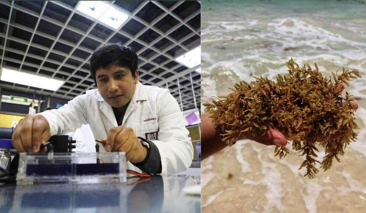 Estudiantes del IPN crean tecnología con sargazo para depurar aguas residuales en México