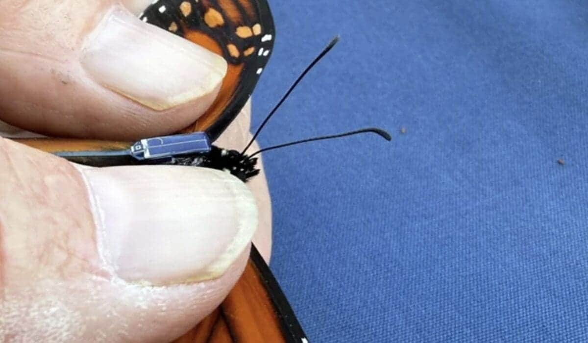 Mariposas monarca con "mochila satelital" completan su arribo a México
