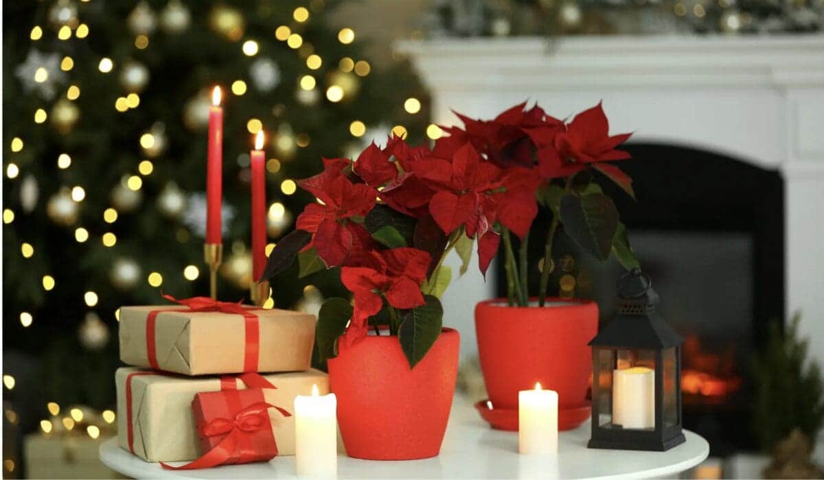 ¡Ya llegó la Nochebuena! Inicia la venta de la flor predilecta de Navidad en México