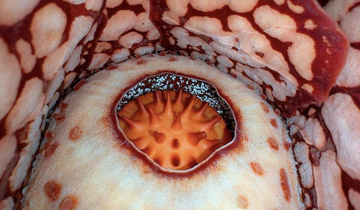 Video: biólogo llora de emoción al descubrir la flor más rara del mundo en Indonesia