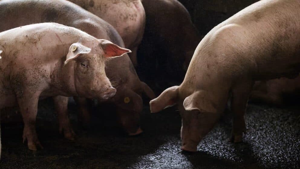 Suspende México importaciones de carne de cerdo por brote de peste porcina en España