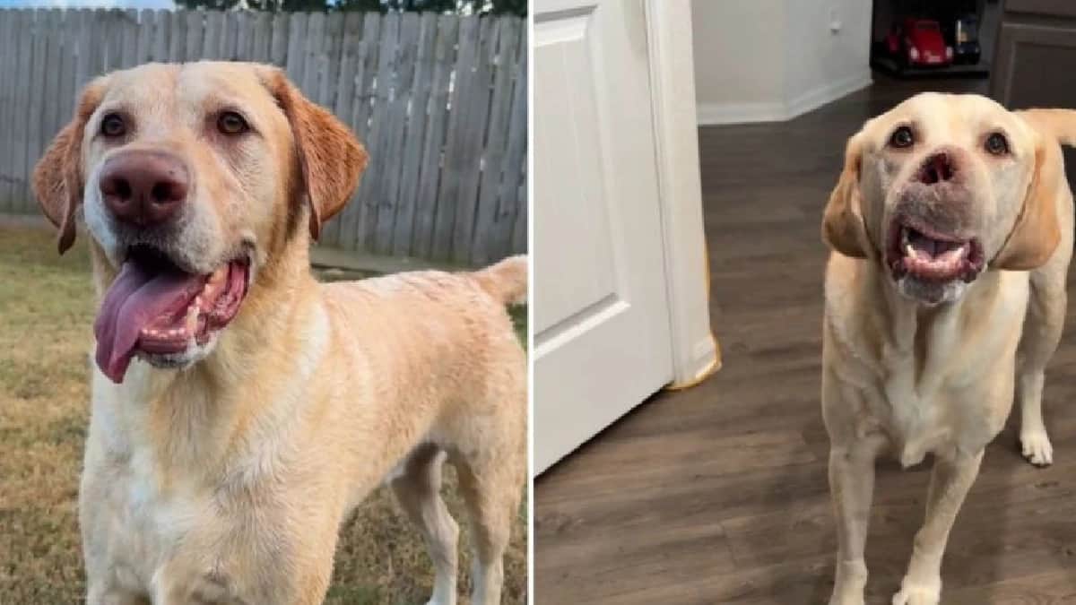 Video: Reconstruyen la nariz de un perrito tras sufrir cáncer en Estados Unidos