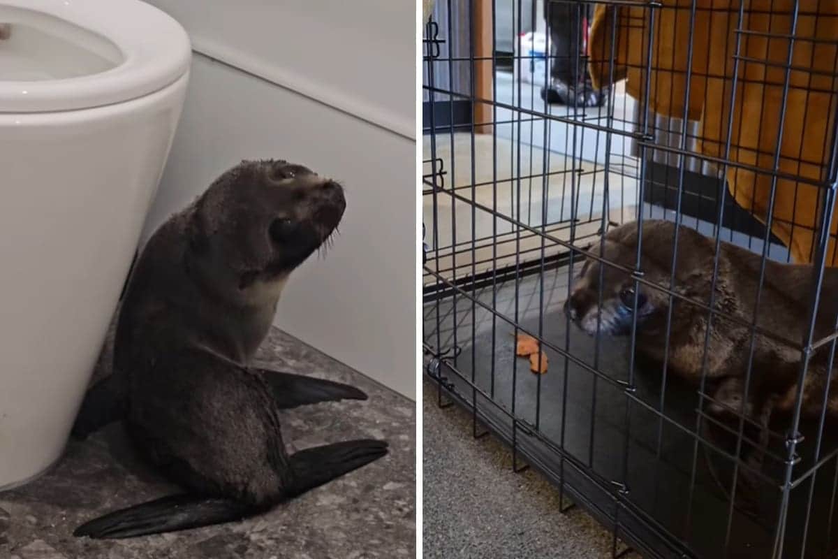 VIDEO: Foca bebé entra tambaleándose a un bar en Nueva Zelanda