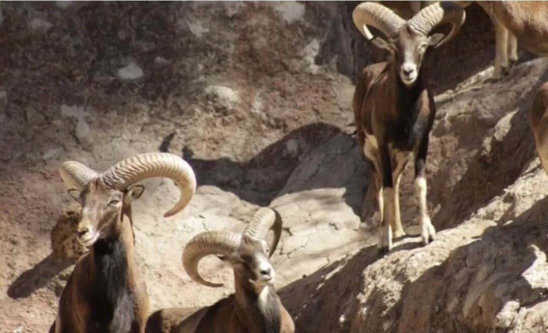 Mueren 24 borregos tras ser atacados por perros en el Zoológico de León, en Guanajuato