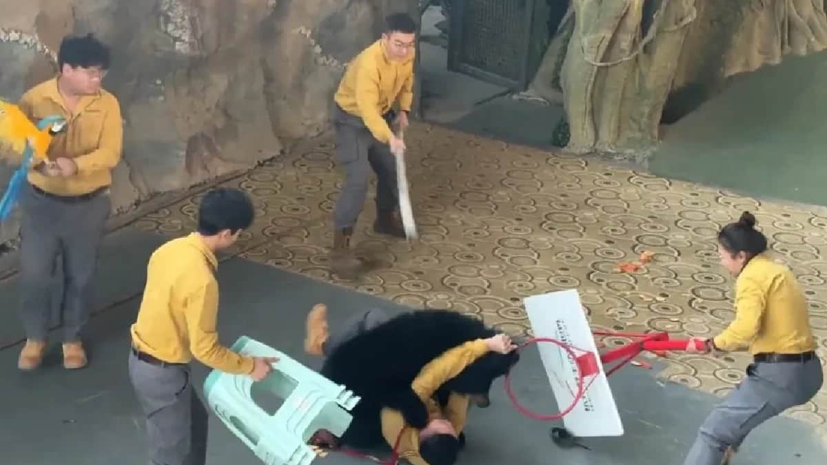 Video: Oso negro ataca a su cuidador durante un espectáculo en China