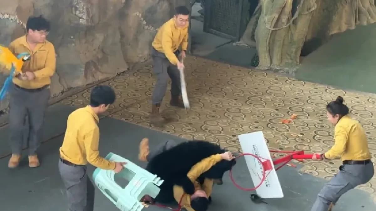 Video: Oso negro ataca a su cuidador durante un espectáculo en China