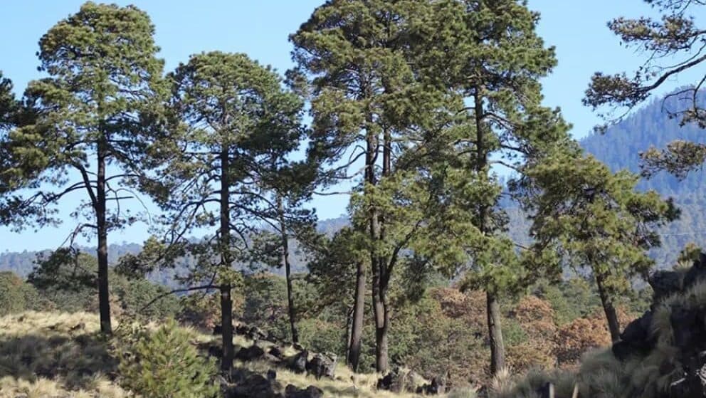 Hallan 20 restos óseos humanos en el mirador de Topilejo, en la alcaldía Tlalpan, CDMX