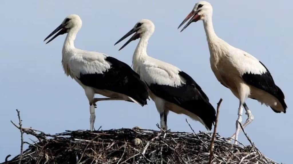 Hallan cientos de cigüeñas muertas cerca de Madrid, España, por la gripe aviar