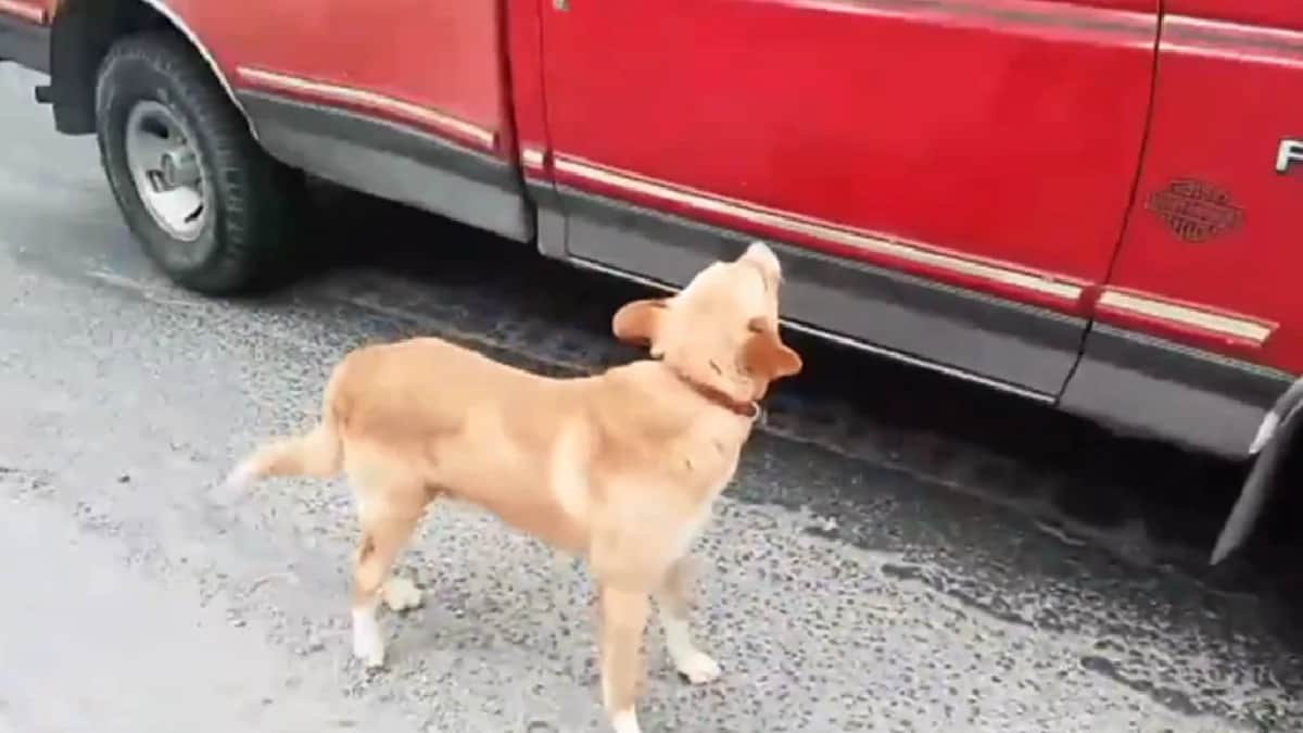 Video: Familia abandona a un perrito en Atlixco, Puebla