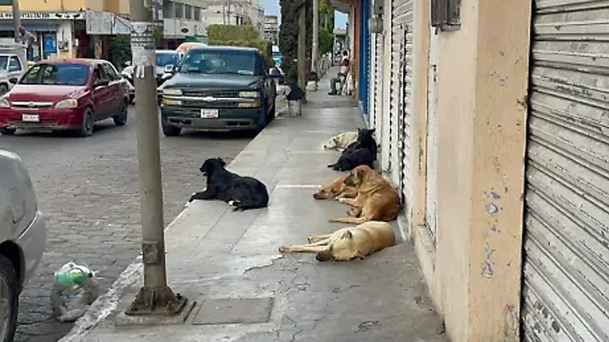 Video: Denuncian que policías mataron a seis perritos en Zacatecas