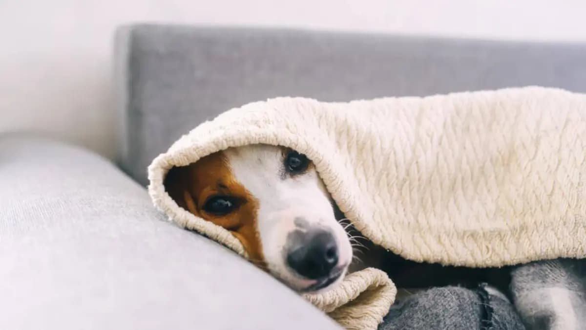 Autoridades emiten recomendaciones para cuidar a tus mascotas del frío en México