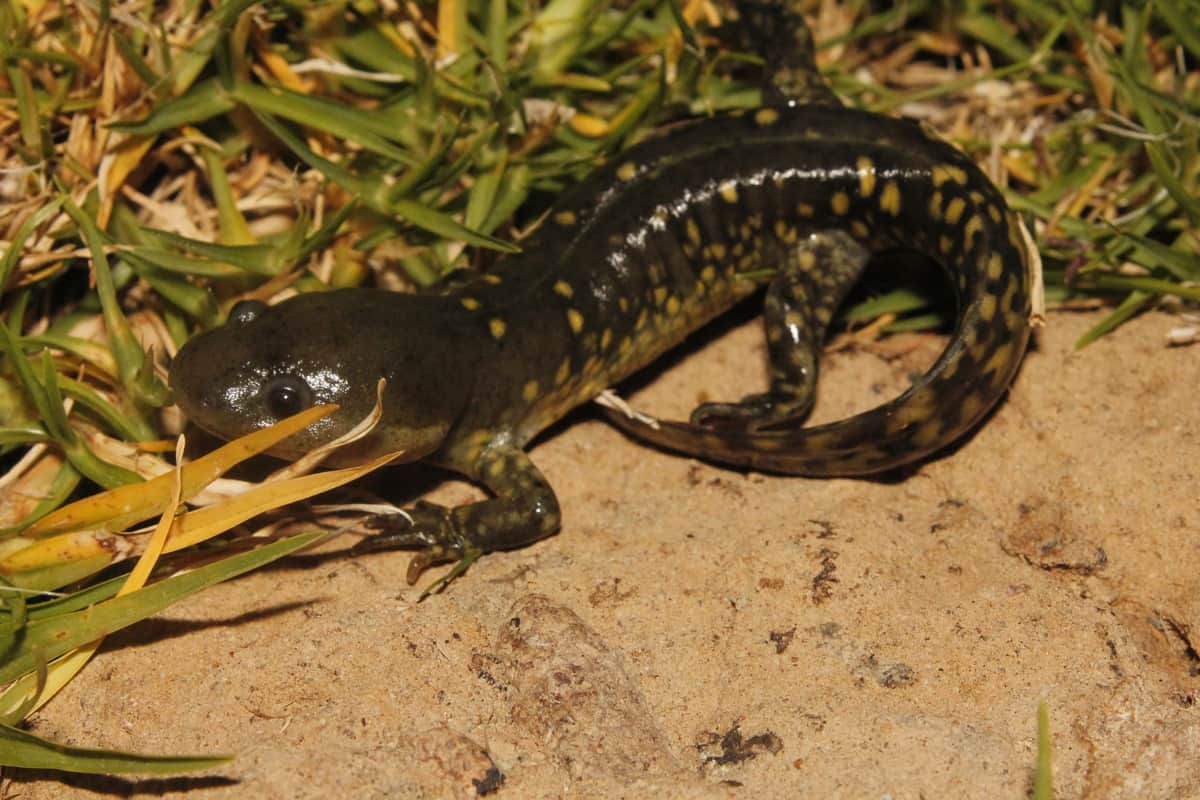 Ajolote del Altiplano reaparece en Querétaro tras 15 años sin ser visto