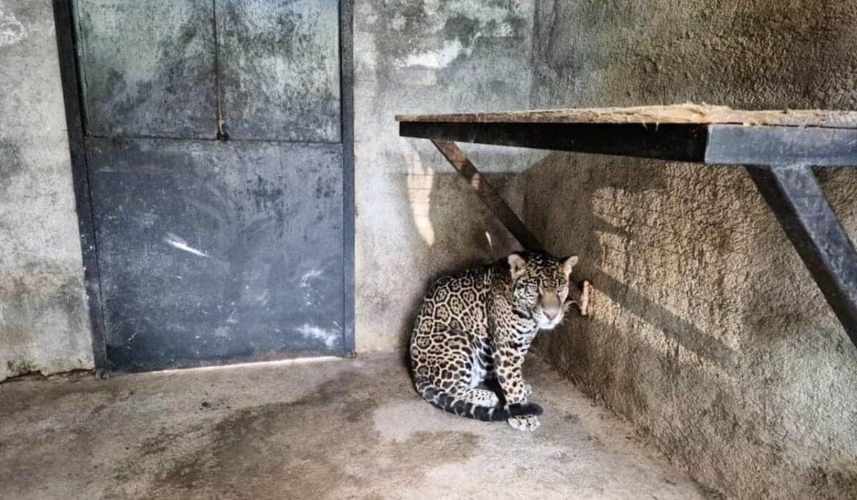 Rescatan jaguar en vivienda cateada en Jilotepec, Edomex