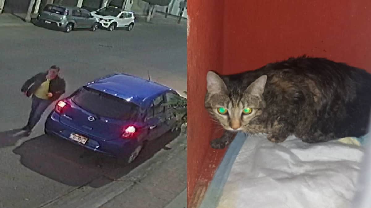 Video: Mujer abandona a gatita dentro de una bolsa en León, Guanajuato