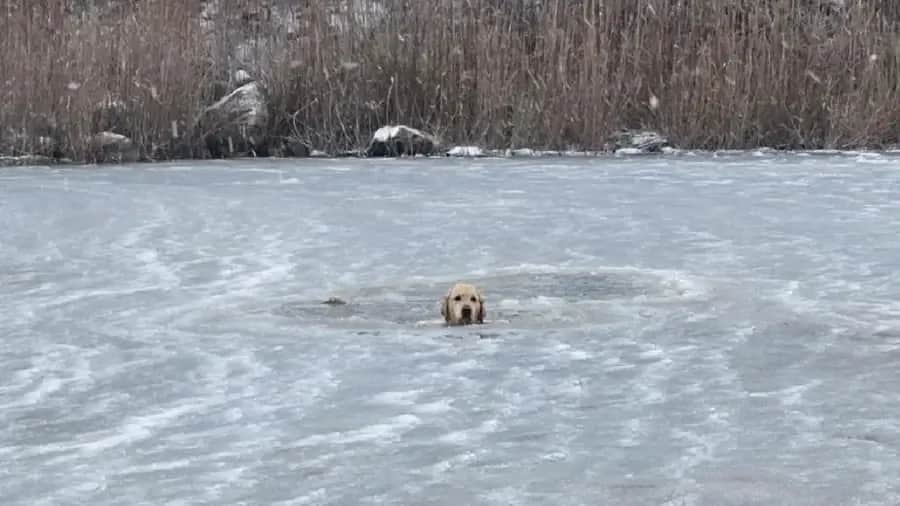 Video: Rescatan a perrito atrapado en un estanque helado en Phoenix, Estados Unidos