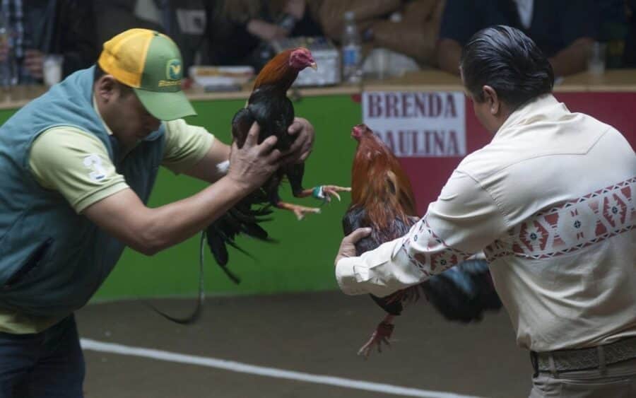 Prohíben de forma indefinida carreras de caballos y peleas de gallos en Chihuahua por violencia